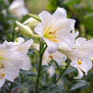PRE-Order Fall Bulbs - Lilium | Easter Lily | White Trumpet Lily | Beautiful Cut Flower | USDA Zones 4–9