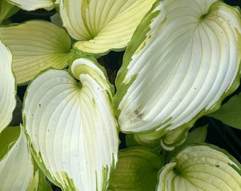 May include: A cluster of hosta plant leaves featuring prominent white centers and variegated light green margins. The leaves are broad, heart-shaped, and display distinct parallel veins radiating from the base to the pointed tips.