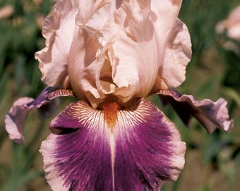 Iris 'Cherry Blossom Song' | Bearded Iris