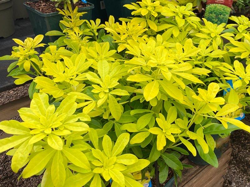 Choisya Ternata 'sundance' | Golden Mexican Orange Blossom, Evergreen Shrub  | 1 Gallon Pot - Etsy