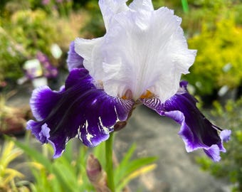 Iris 'Local Ocean' | Bearded Iris - 1 bareroot rhizome