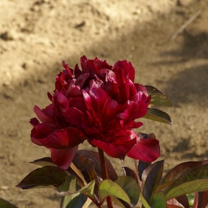 May include: A close-up of a vibrant, deep red peony flower in full bloom. The petals are layered and textured, with hints of lighter red and white. Green and burgundy leaves surround the flower, set against a blurred, light brown background.