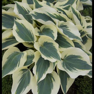 May include: A close-up of a hosta plant with large, variegated leaves. The leaves are a creamy white color with green stripes and edges.