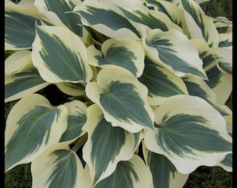Hosta 'Firn Line' | Medium Small Variegated Plantain Lily