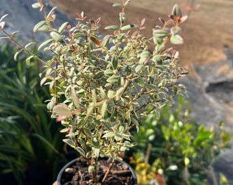 Variegated Christmas Palm 10-12