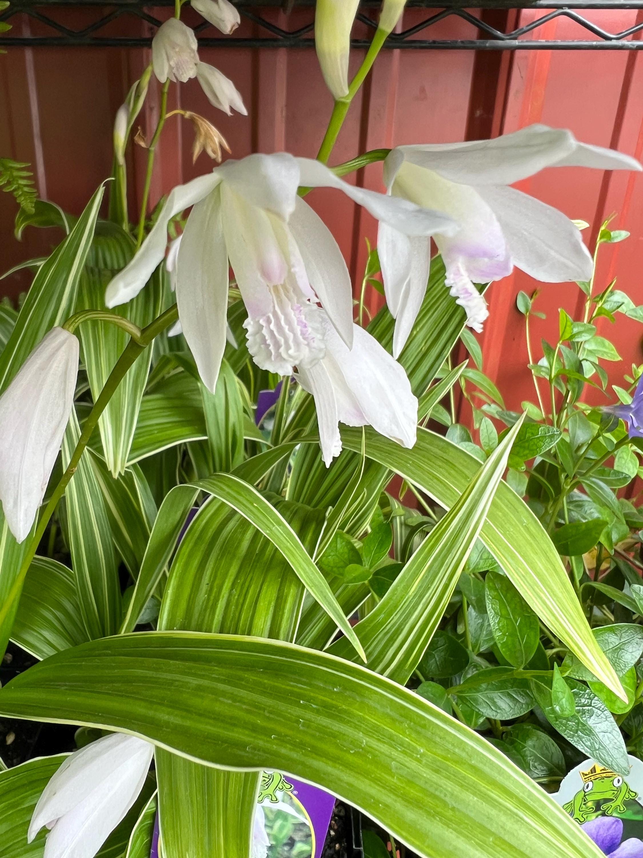 Bletilla striata 'Variegata' | Chinese Ground Orchid, Rare Hardy Shade Plant