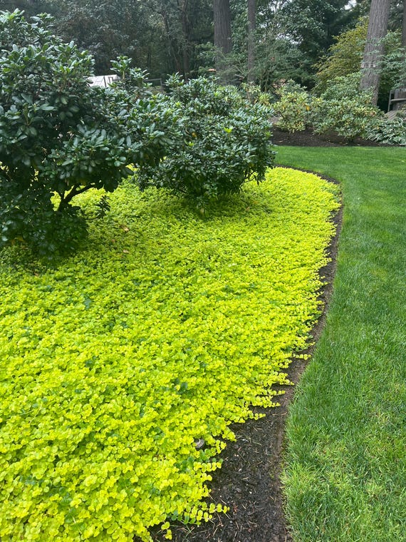 Lysimachia Nummularia 'aurea' | Golden Creeping Jenny, Trailing