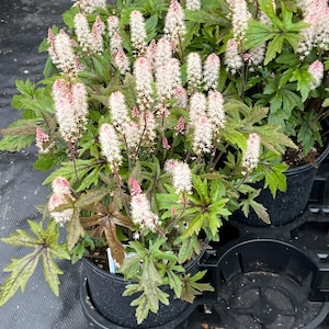 Tiarella 'Pink Skyrocket' | Foam Flower, Compact Shade-Loving Perennial - 1 gallon pot image 2