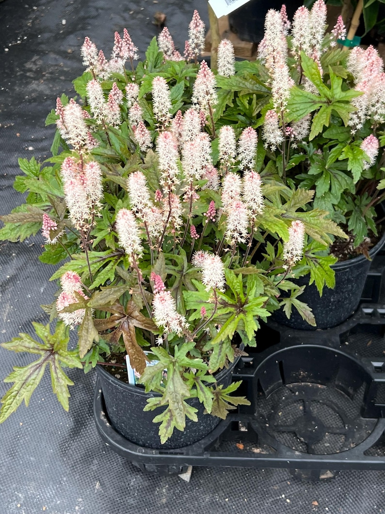 Tiarella 'Pink Skyrocket' | Foam Flower, Compact Shade-Loving Perennial - 1 gallon pot image 2