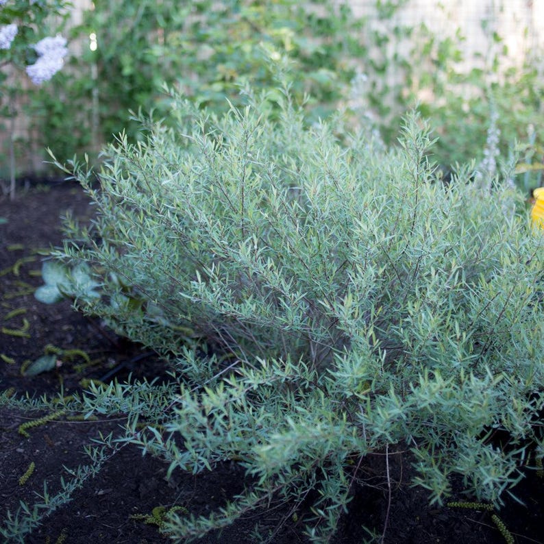 Plantingpartners Salix purpurea ‘Nana’ Willow
