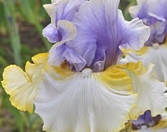 Iris 'Easter Charm' | Bearded Iris