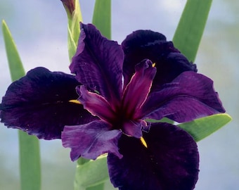 Iris louisiana 'Black Gamecock' | Deep Purple Iris, Perennial Bog Plant