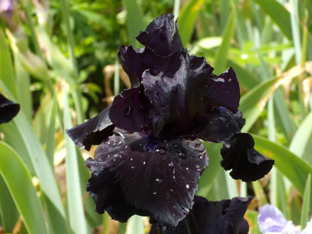 Iris 'anvil of Darkness' | Deep Purple to Black Bearded Iris ...