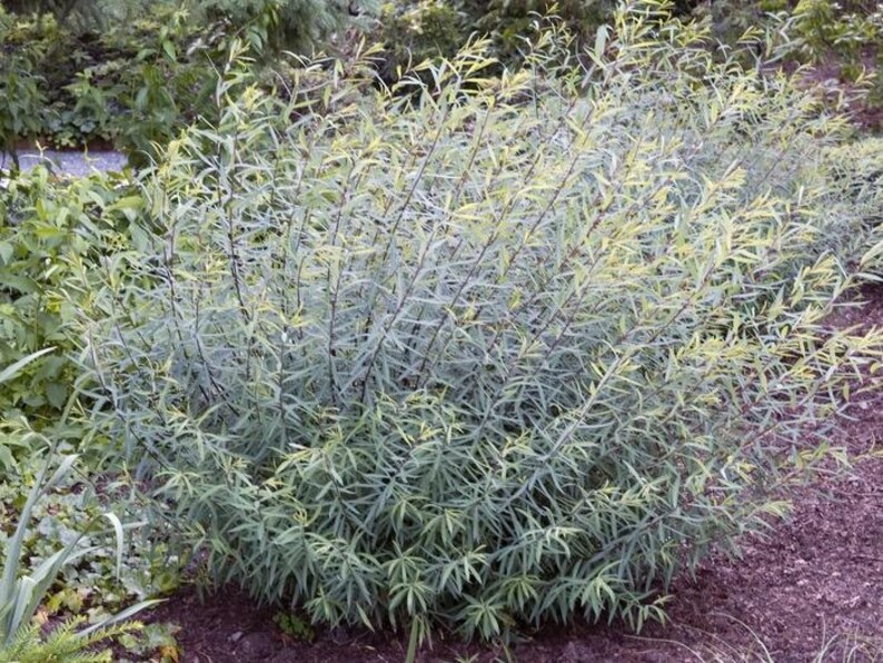 Plantingpartners Salix purpurea ‘Nana’ Willow - Thumbnail 4