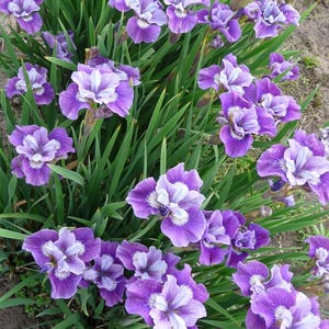 May include: A vibrant cluster of purple and white iris flowers with green foliage. The flowers have ruffled petals with white accents. The image is a close-up of the flowers, showcasing their intricate details and textures. The flowers are in full bloom.