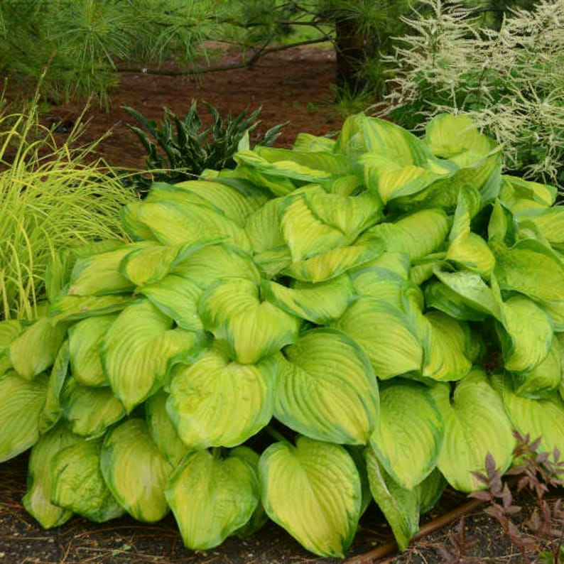 Hosta 'Stained Glass' - Thumbnail 3