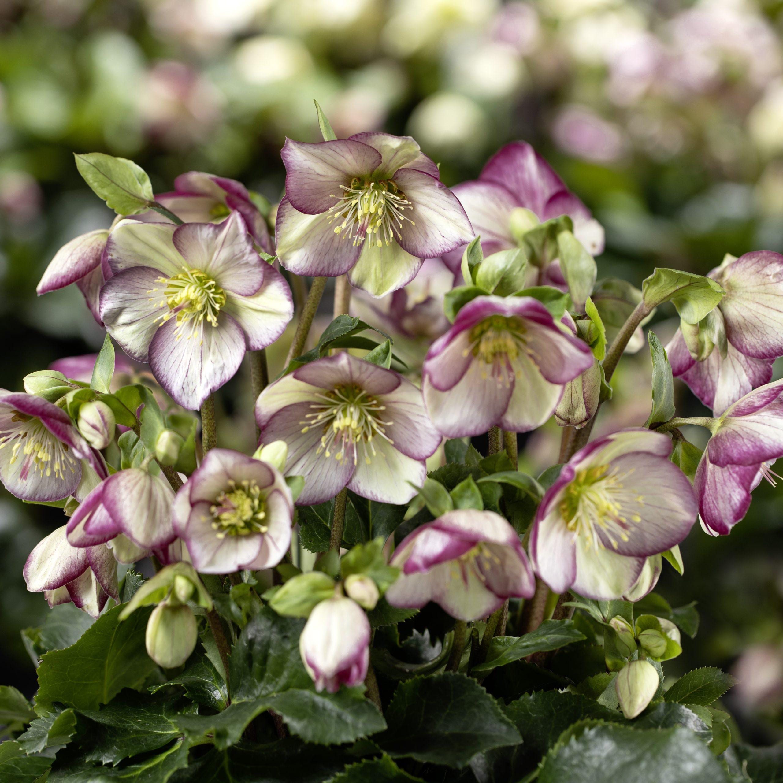Lenten Rose 'bonny' | Ice Breaker Series, Evergreen Perennial - Etsy