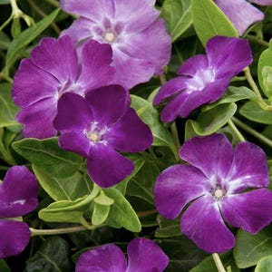 May include: Close-up of vibrant purple flowers with white centers, surrounded by green leaves. The flowers have five petals and are in various stages of bloom. The image showcases a natural, floral theme.