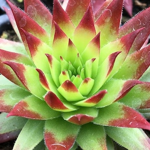 Sempervivum Chick Charms &#39;Autumn Apple&#39; | Hens and Chicks | Evergreen Succulent Groundcover