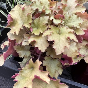 Heuchera &#39;Marmalade&#39; | Soft Peach Orange Coral Bells | Evergreen Perennial - 1 gallon, well rooted live plant