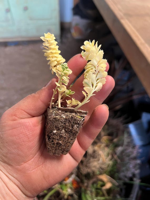 Sedum Takesimense 'atlantis' Nonsital PP27454 | Variegated Foliage