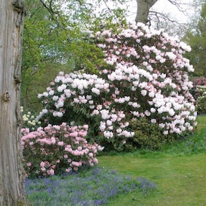 Rhododendron &#39;Loderi King George&#39; | Fragrant White Rhody | Evergreen Flowering Shrub | USDA Zones 6-9 | 1 gallon well rooted plant
