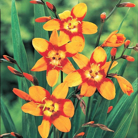 Crocosmia 'emily Mckenzie' | Orange and Burgundy Montbretia - Etsy