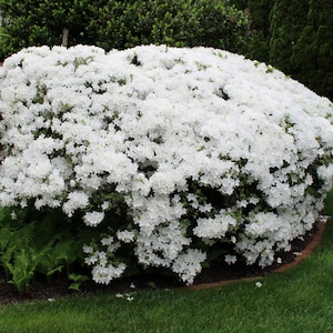 Azalea Glacier | White Flowering Azalea | Spring Blooms | Evergreen Shrub | Dwarf Rhododendron - 1 gallon well rooted plant