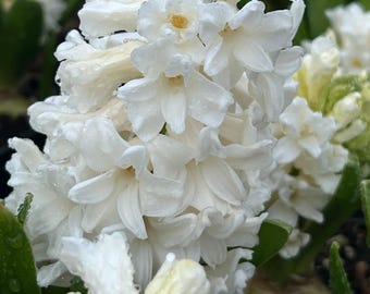 Hyacinthus 'White Pearl' | Pure White Flowering Perennial | FRAGRANT! - Fall 2026 Pre-Order