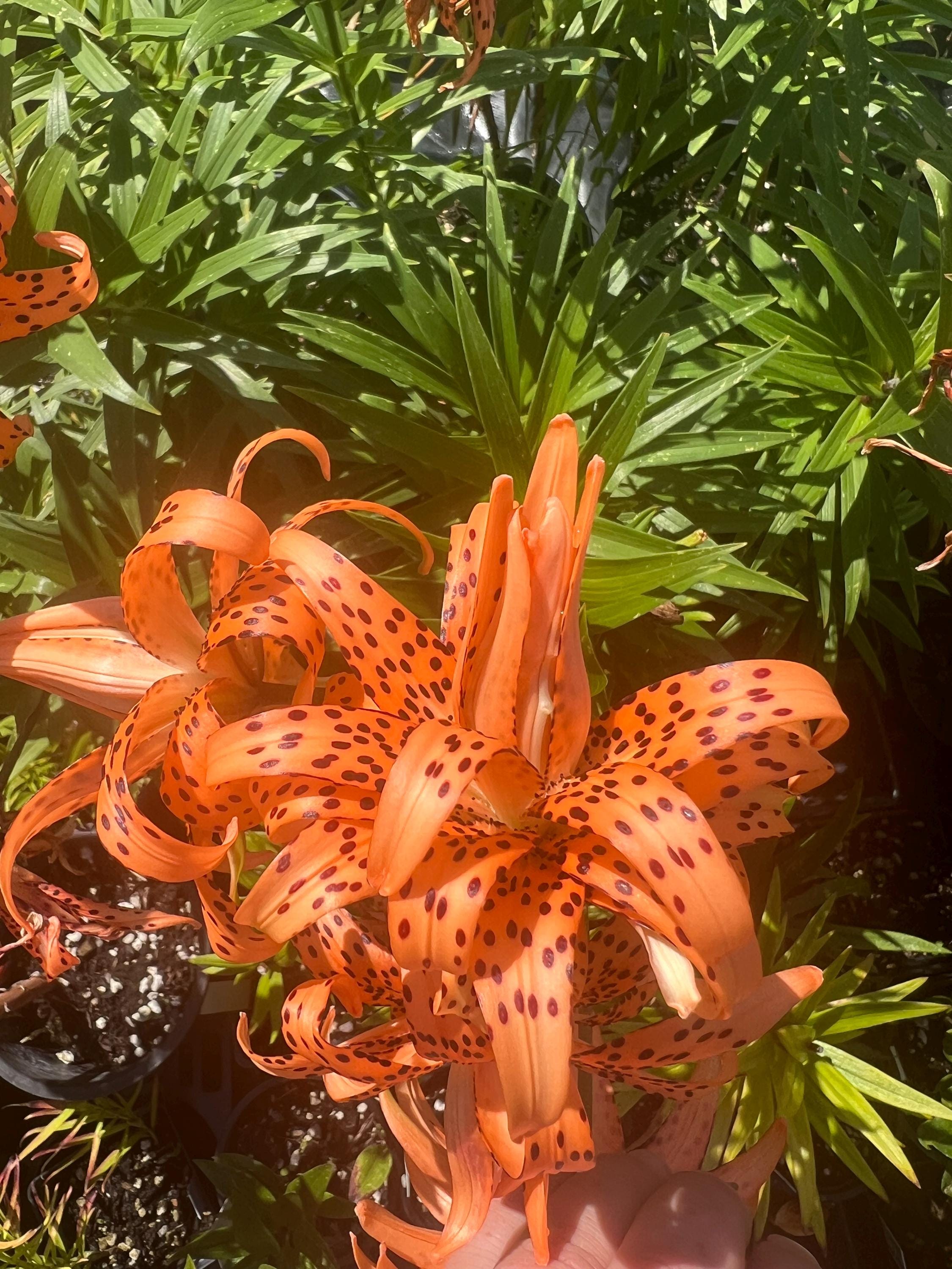 Lilium Lancifolium 'flore Pleno' | Double Tiger Lily, Fragrant Perennial -  Etsy