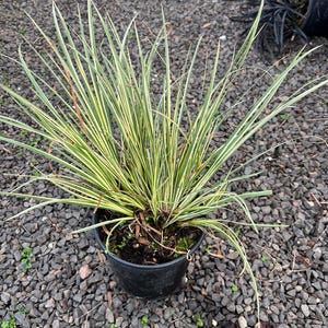 Acorus gramineus &#39;Variegatus&#39; | Variegated Sweet Flag Grass | Evergreen Ornamental Grass | Water Plant