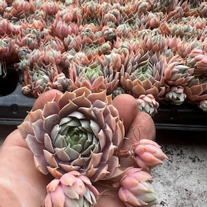 Sempervivum Chick Charms &#39;Berry Blues&#39; | Hens and Chicks | Evergreen Succulent Groundcover | Cold Hardy, Low Maintenance | USDA Zones 4-9