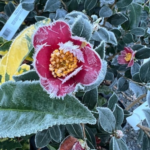 Camellia sasanqua 'October Magic Ruby' | Winter Blooming Evergreen Shrub, 1 gallon pot
