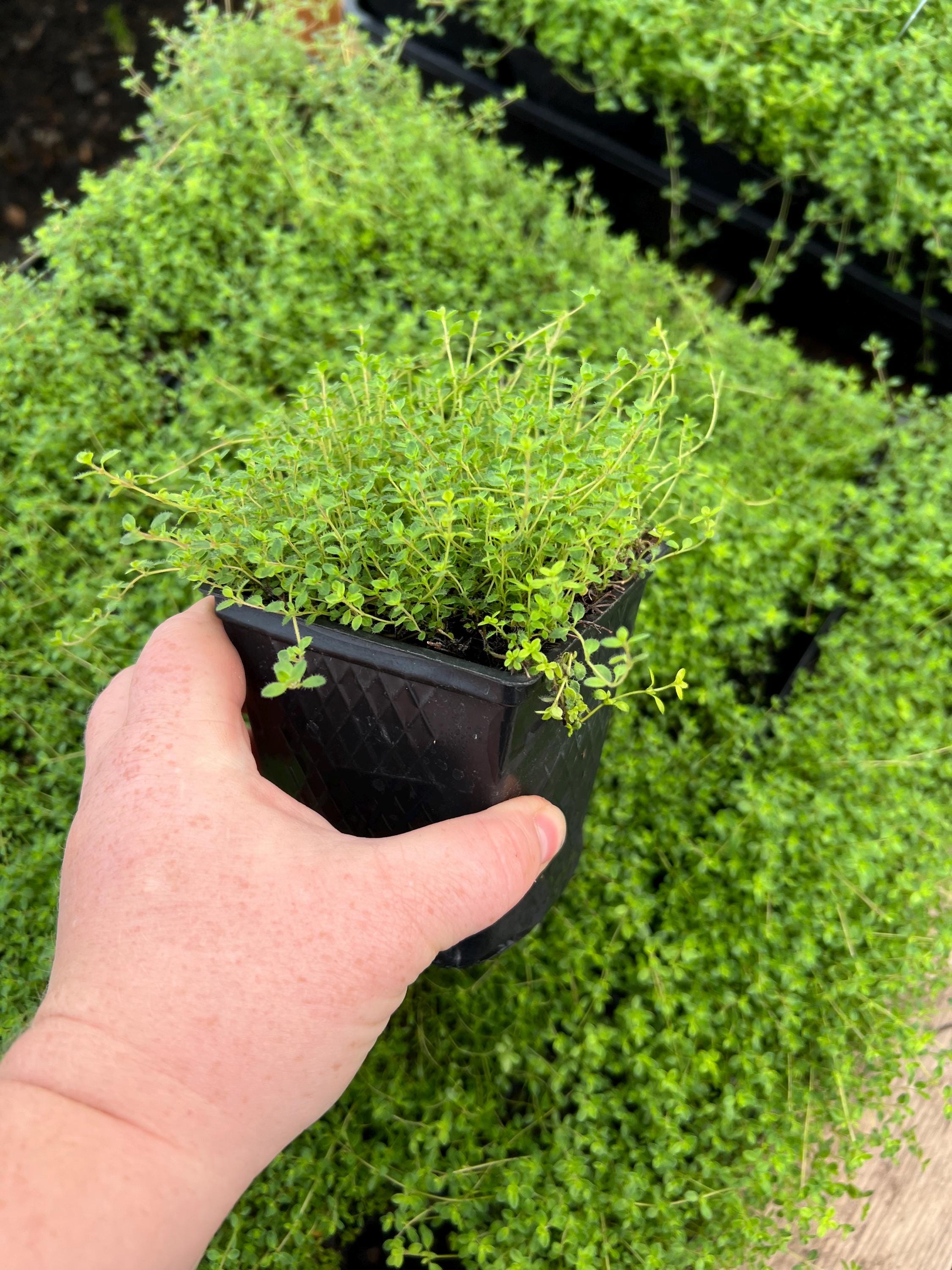 Thymus Praecox 'coccineus' | Red Creeping Thyme | Fragrant
