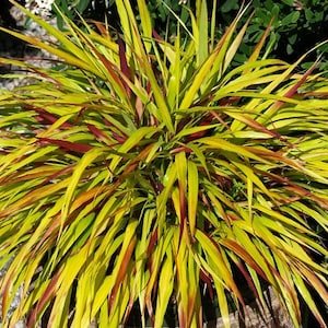 May include: A close-up of a vibrant ornamental grass with long, slender, yellow-green leaves. The tips of the leaves have red and burgundy hues. The plant is in a brown pot, with green foliage in the background.