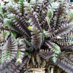 May include: A close-up of a fern plant with dark green and purple foliage. The plant is growing in a bed of brown mulch.