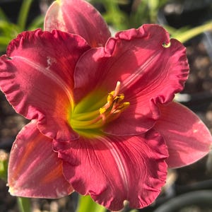 May include: A daylily flower with deep rose-pink petals featuring ruffled edges and a prominent central throat in a vibrant lime-green hue. The bloom displays delicate veining on the petals and a cluster of yellow-tipped stamens in the center.
