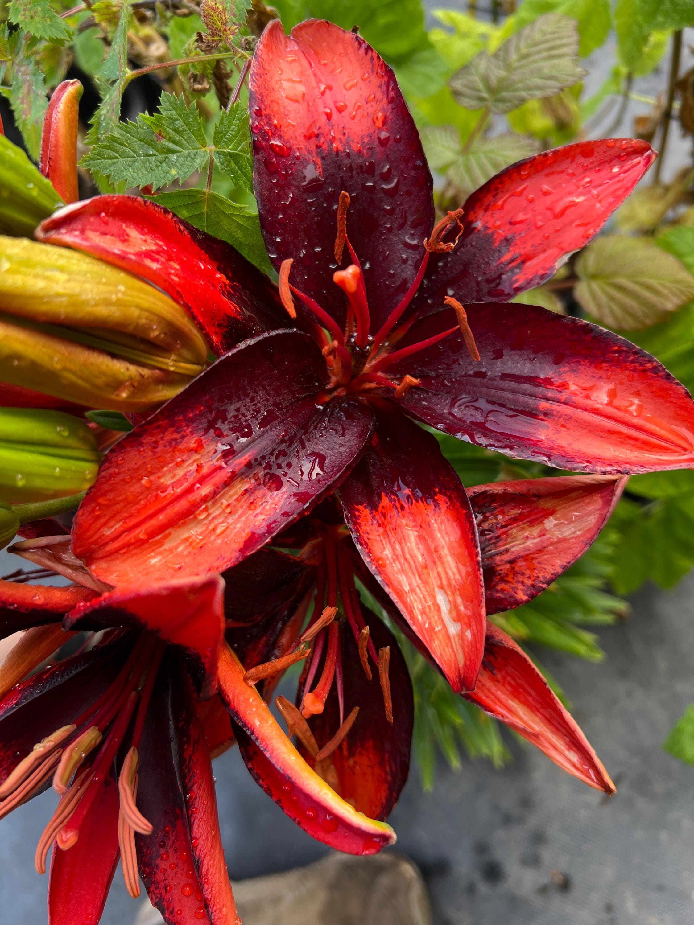 Lilium 'tiny Ink' | Compact Asiatic Lily | Deep Burgundy Blooms | Unique  Cut Flower | USDA Zones 39 | Spring 2026 Preorder - Etsy Canada