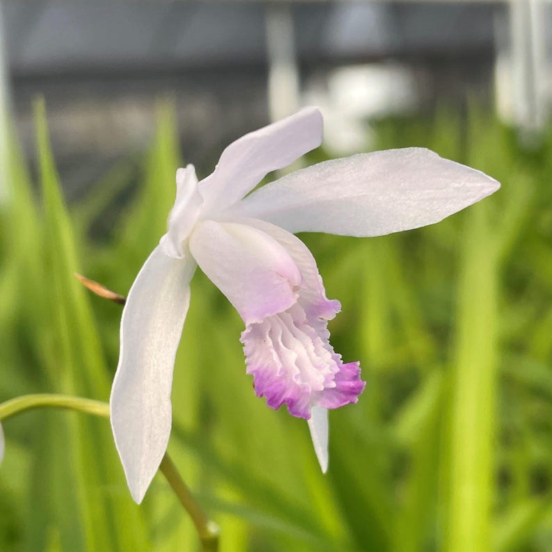 Bletilla striata 'Kuchibeni' Chinese Ground Orchid - Thumbnail 4