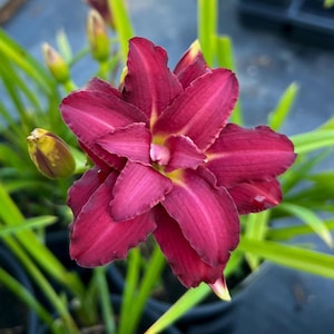Hemerocallis 'Double Pardon Me' | Double Red Daylily, Re-Blooming Dwarf