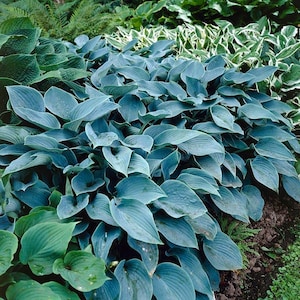 May include: A close-up of a patch of blue hosta plants with large, blue-green leaves. The leaves are arranged in a dense, overlapping pattern, creating a lush and textured effect.