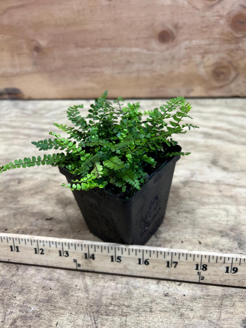 Plantingpartners Asplenium trichomanes Maidenhair Spleenwort - Thumbnail 4