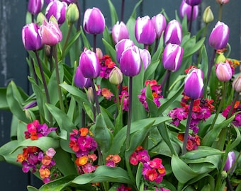 Erysimum 'Winter Sorbet Improved' | Compact Perennial Wallflower, Early Spring Blooming | Fragrant!