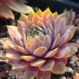 May include: A succulent plant with a rosette of fleshy, pointed leaves. The leaves transition from a deep mauve and dusty pink at the base to a vibrant yellow-green at the tips. The plant has a dense, layered structure with a tight center.