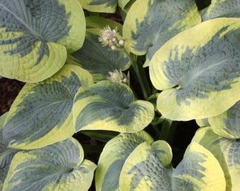 Hosta t. 'Flavocircinalis' | Medium Small Variegated Plantain Lily