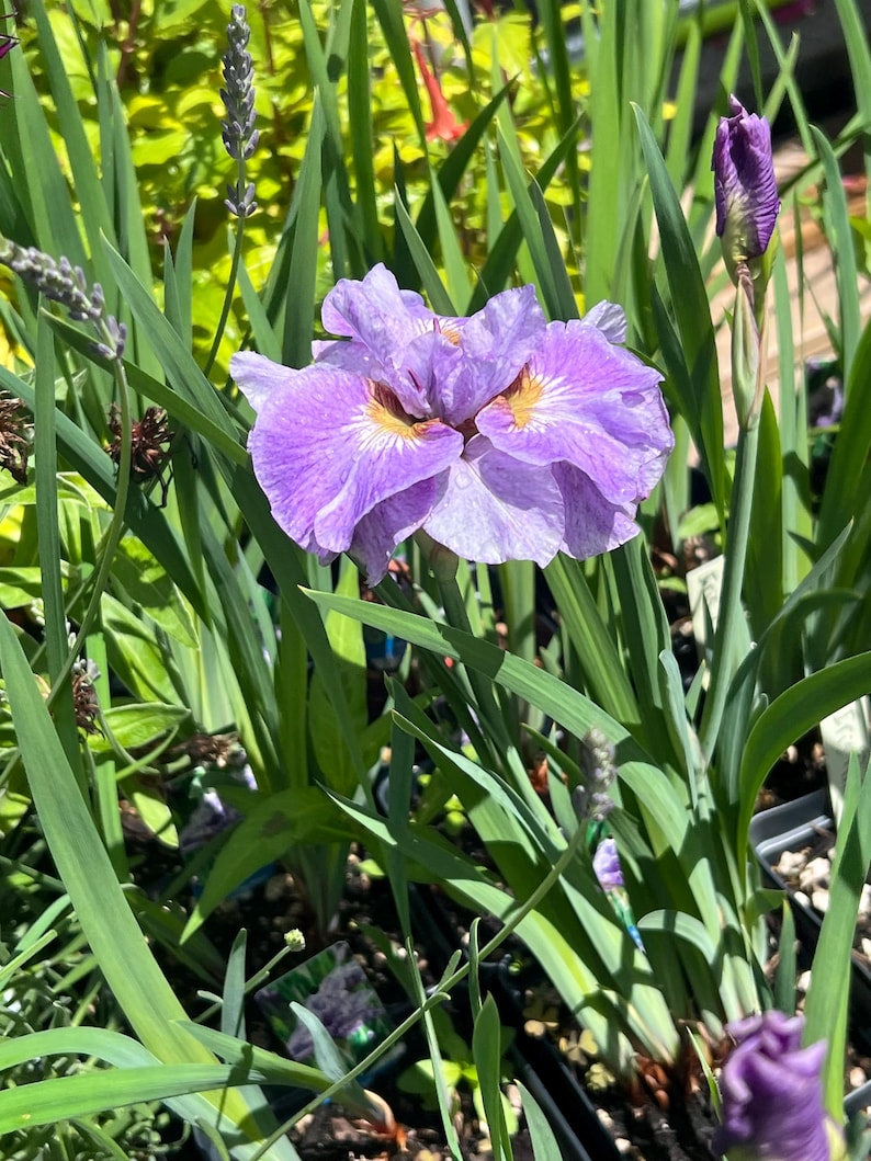 Plantingpartners Iris sibirica