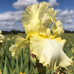 PRE-ORDER Fall Bulbs - Iris 'Total Recall' | Buttery Yellow Bearded Iris | Reblooming Perennial | 1 bareroot rhizome | USDA Zones 3–9
