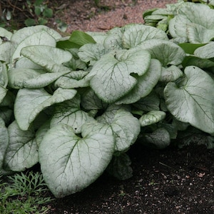 Brunnera macrophylla 'Looking Glass', Siberian Bugloss| Shade-Loving Perennial | USDA Zones 3–8 | 1 gallon rooted plant