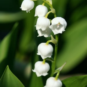 May include: A cluster of delicate white lily of the valley flowers with green stems and leaves.