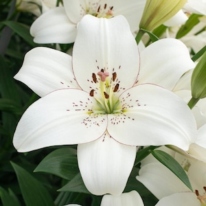 PRE-Order Fall Bulbs - Lilium &#39;Inuvik&#39; | White Asiatic Lily | Vibrant Summer Blooms | USDA Zones 3–9